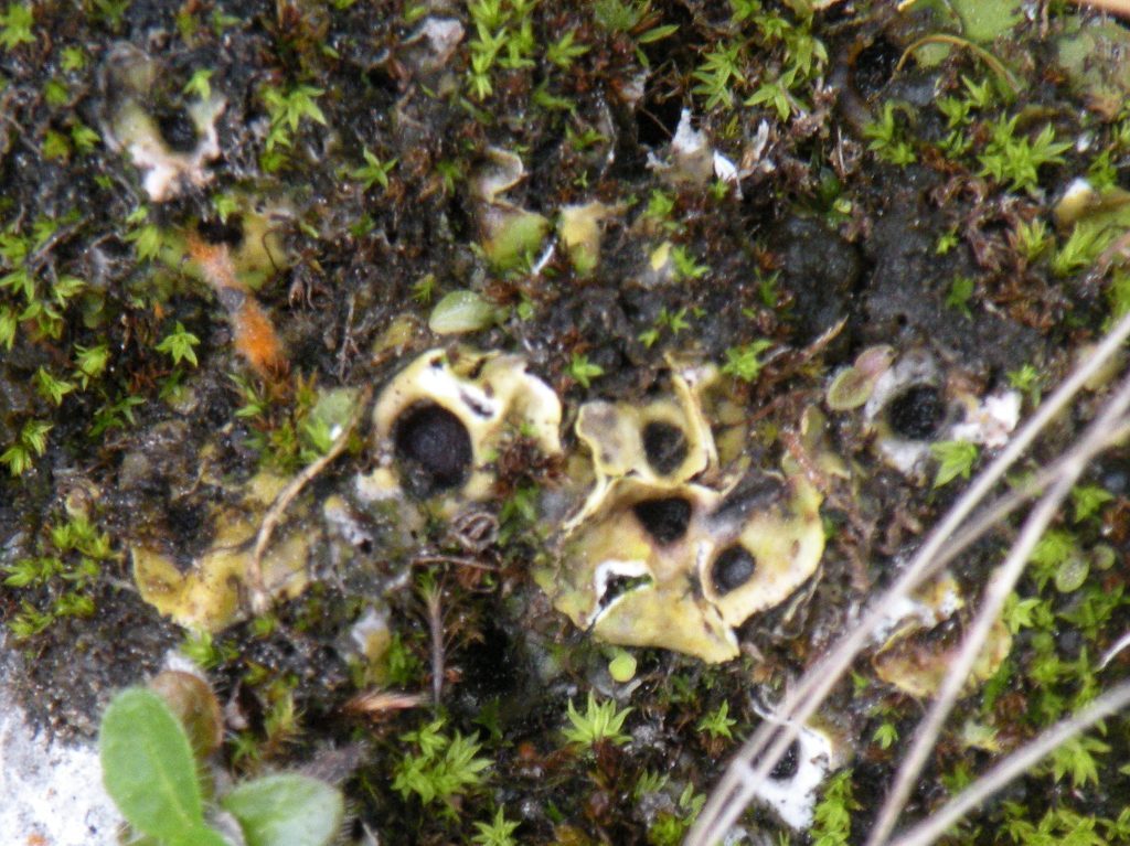 Licheni sul Pizzo Camino